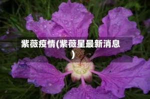 紫薇疫情(紫薇星最新消息)