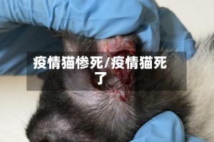 疫情猫惨死/疫情猫死了