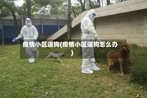 疫情小区遛狗(疫情小区遛狗怎么办)-第1张图片