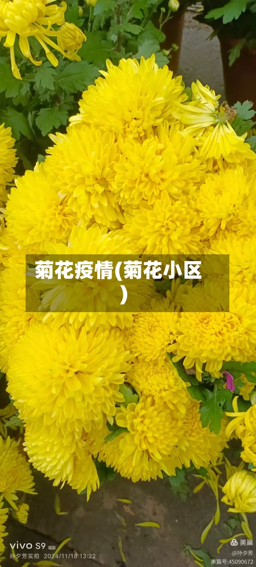菊花疫情(菊花小区)-第1张图片