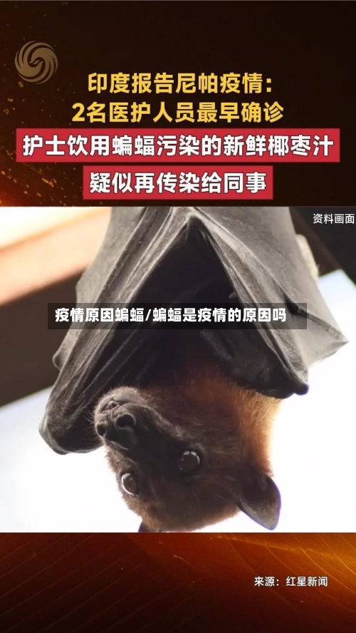 疫情原因蝙蝠/蝙蝠是疫情的原因吗-第2张图片